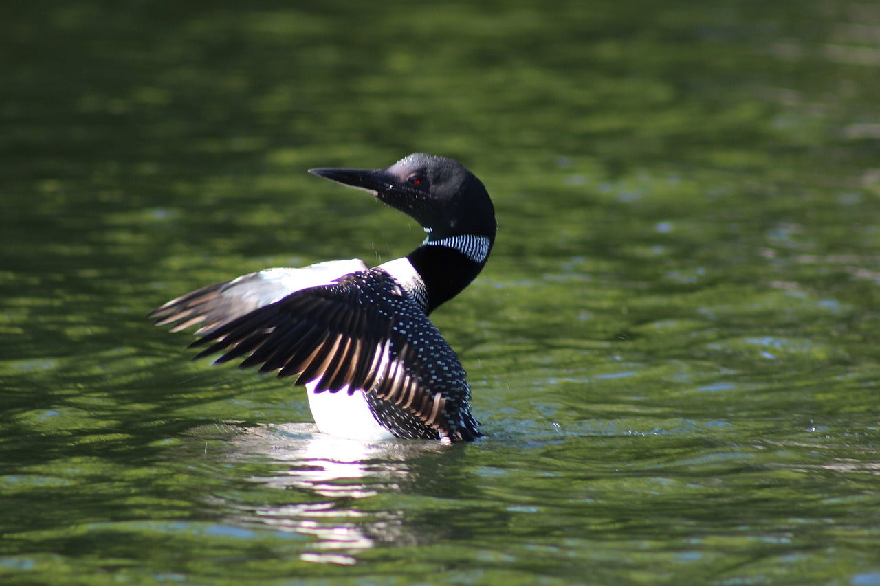 12 Fascinating Facts About the Common Loon