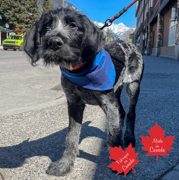 Pet Bandana Royal Blue Buffalo Check