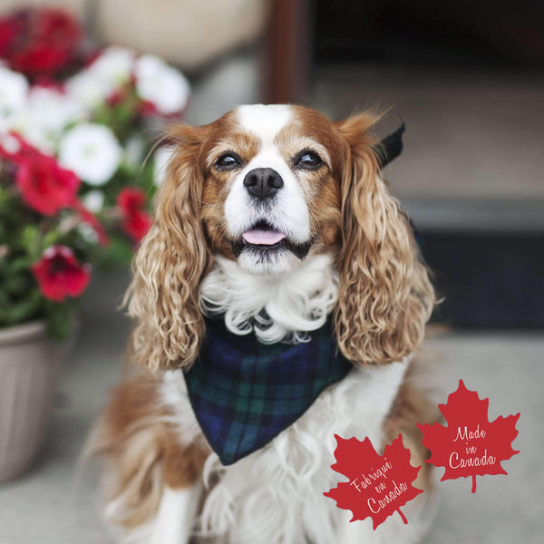 Pet Bandana in Black Watch Tartan