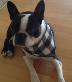 Pet Bandana / Large Black/White Buffalo Check