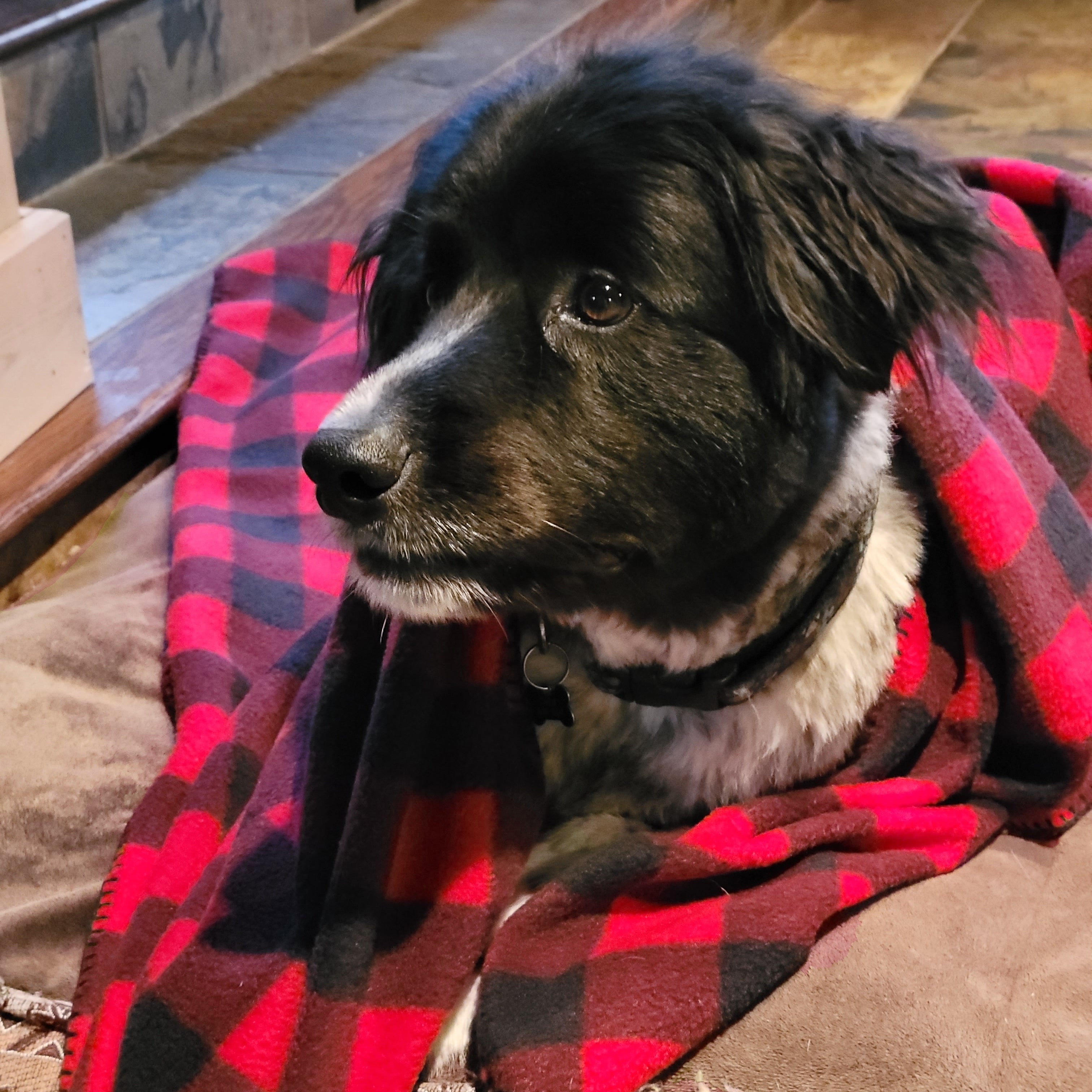 A red and black checkered fleece blanket wrapped around a dog.