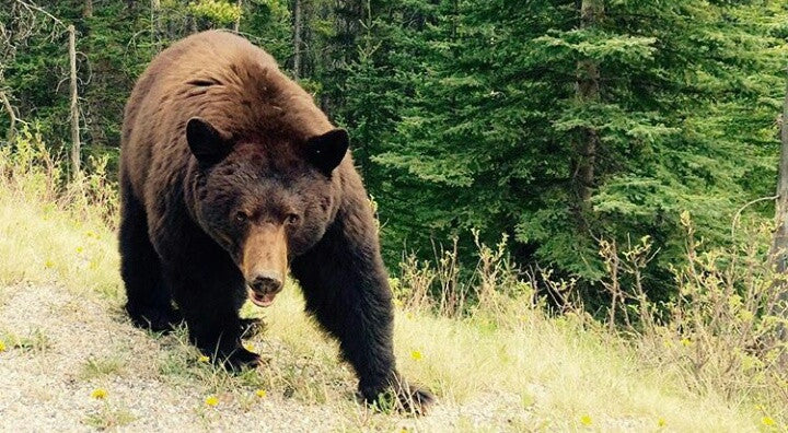 The Bears Are Out!