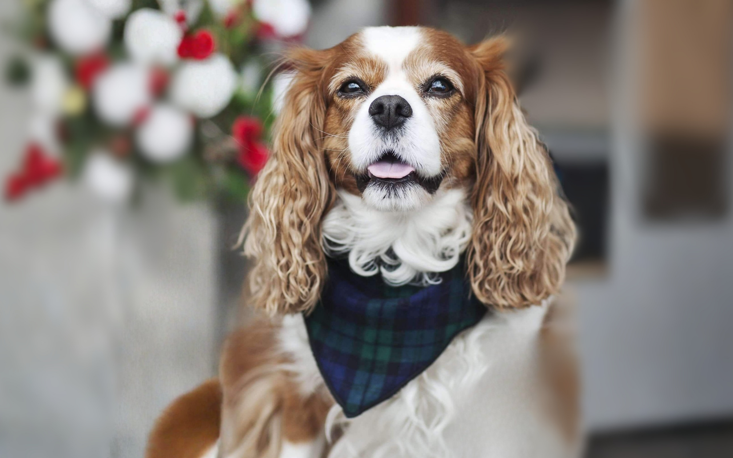 PET BANDANAS