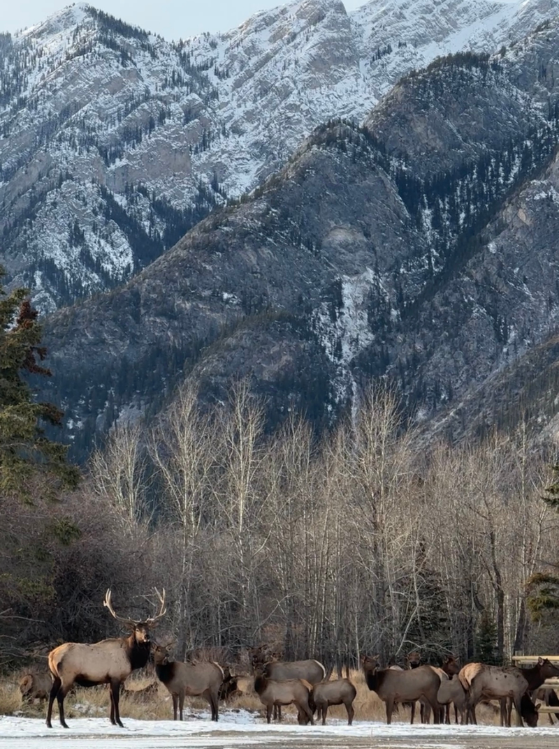 Group of elk standing in a snowy landscape with mountains in the background in Banff National Park