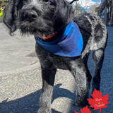 Pet Bandana Royal Blue Buffalo Check