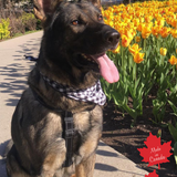 Pet Bandana Small Black/White Buffalo Check