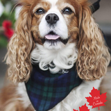 Pet Bandana in Black Watch Tartan