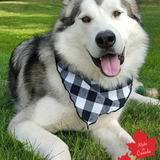 Pet Bandana / Large Black and White Buffalo Check