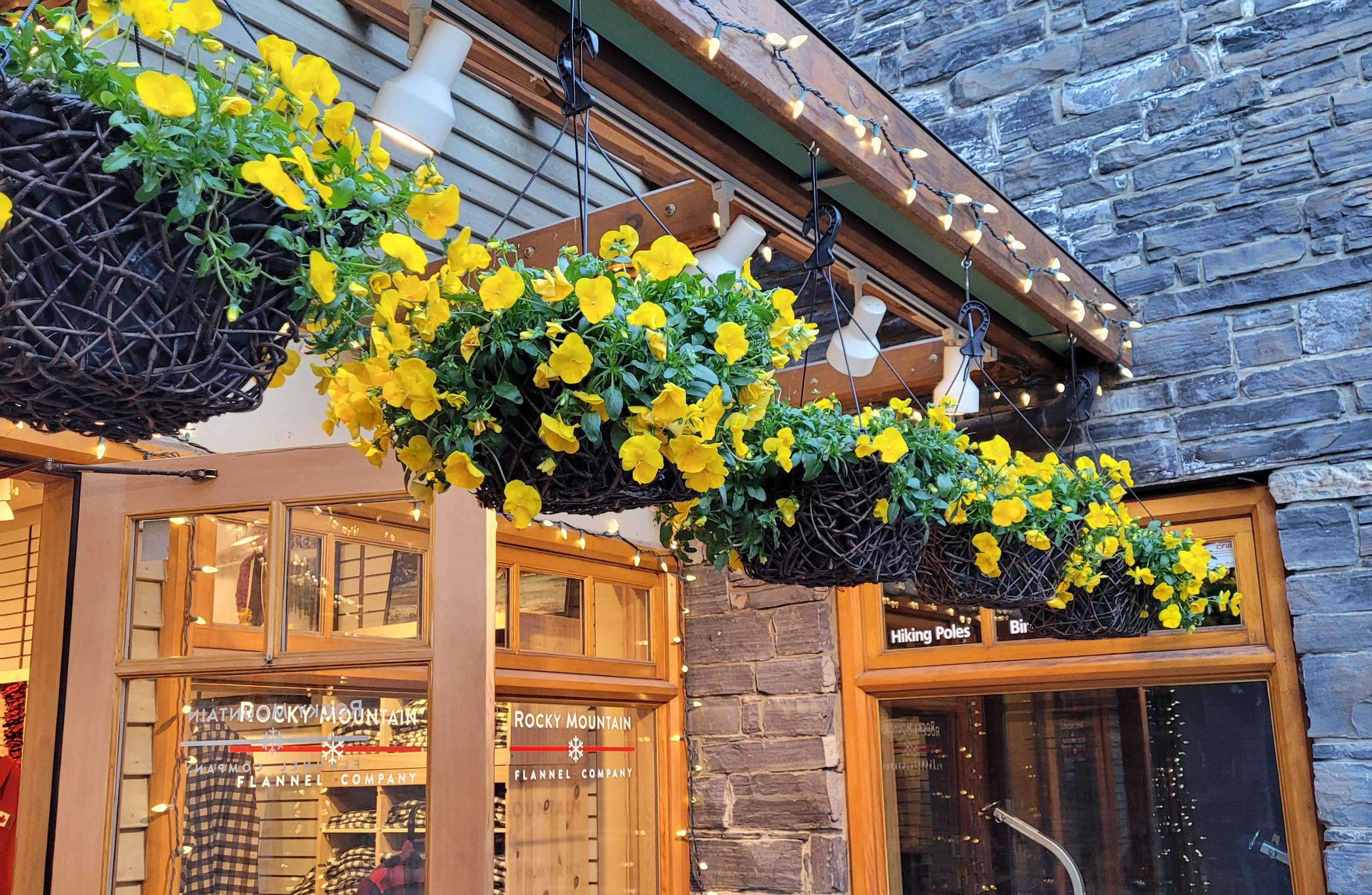 Our storefront in Banff in spring, with baskets of hanging yellow flowers above the door and windows.