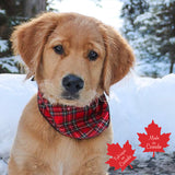 Pet Bandana / Royal Stewart Tartan