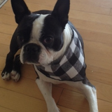 Pet Bandana / Large Black and White Buffalo Check