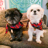 Pet Bandana / Royal Stewart Tartan