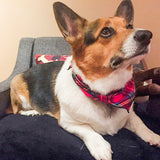 Pet Bandana / Royal Stewart Tartan