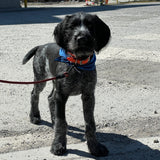 Pet Bandana Royal Blue Buffalo Check