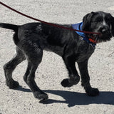 Pet Bandana Royal Blue Buffalo Check