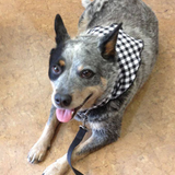 Pet Bandana Small Black/White Buffalo Check