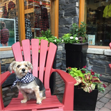 Pet Bandana Small Black/White Buffalo Check