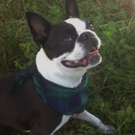 PET FLANNEL BANDANA