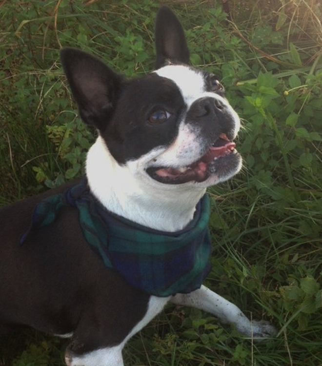 PET FLANNEL BANDANA