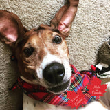 Pet Bandana / Royal Stewart Tartan