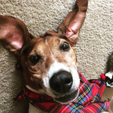 Pet Bandana / Royal Stewart Tartan