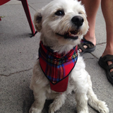 Pet Bandana / Royal Stewart Tartan
